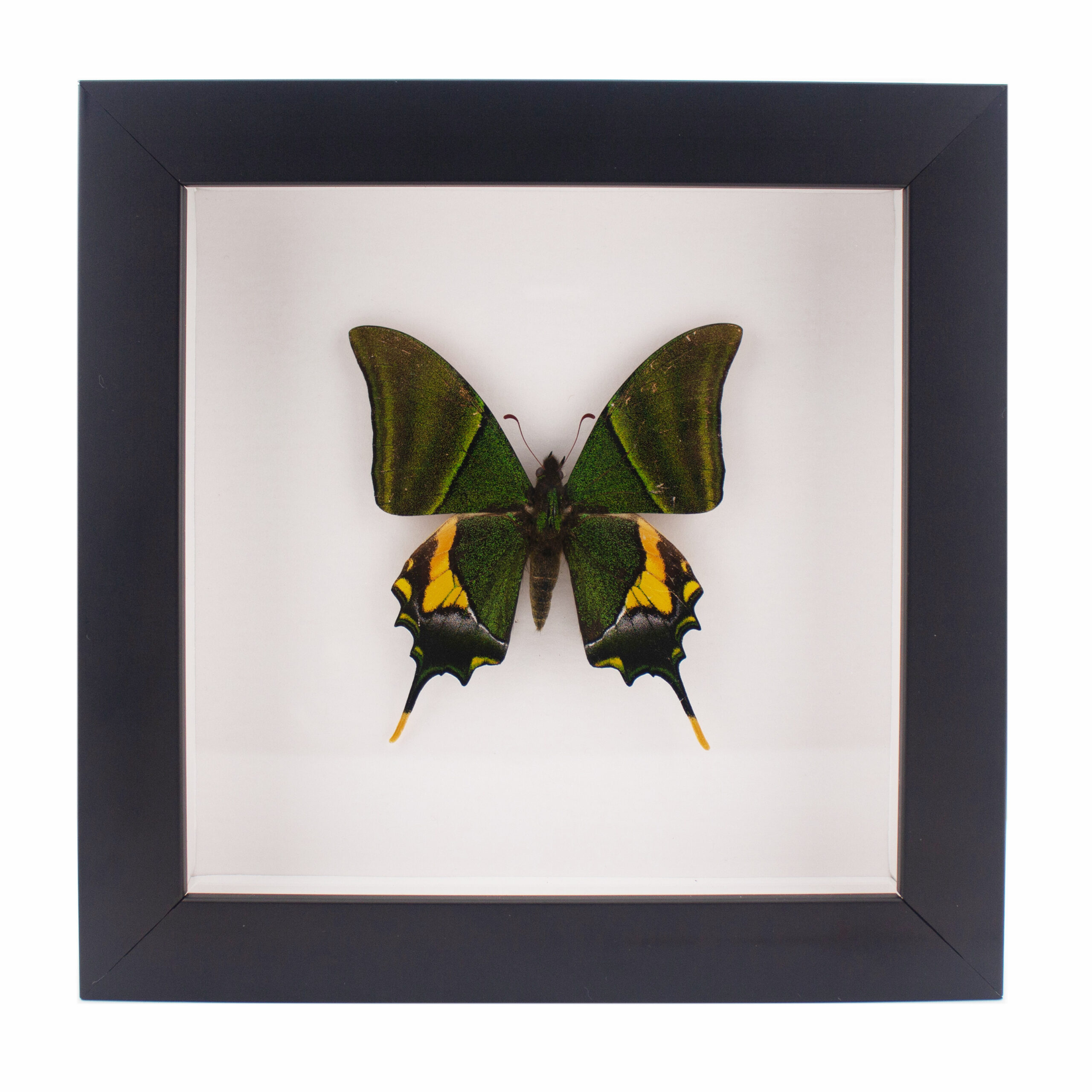 A photo of a framed Kaisar-i-Hind butterfly.